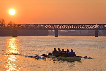 Rowing boat on Main River, sunset, Frankfurt, Hesse, Germany, Europe