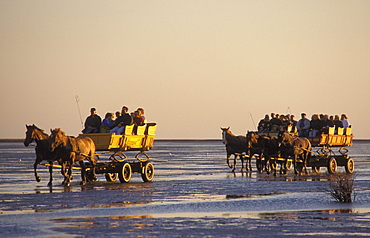 Horse-drawn carriages at low tide on the way back from the island Neuwerk to Cuxhaven-Duhnen, North Sea, North Sea coast, Lower Saxony, Germany, Europe