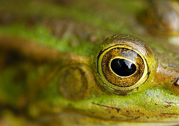 Eye of an edible frog (Rana esculenta)