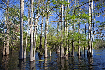 A cypress-tupelo forest in the Atchafalaya River Basin, Bayou Sorrel, Louisiana, USA