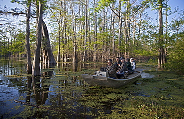 Tourists visit a cypress-tupelo forest in the Atchafalaya River Basin, Bayou Sorrel, Louisiana, USA