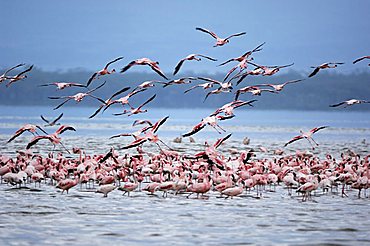 Flamingoes (Phoenicopterus roseus und minor) taking off, Lake Nakuru, Kenya, Africa