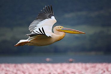 White pelican (Pelecanus onocrotalus) flying over a group of flamingoes, Lake Nakuru, Kenya, Africa