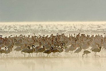 Sunrise at Lake Nakuru with thousands of flamingoes (Phoenicopterus roseus und minor), Lake Nakuru, Kenya, Africa