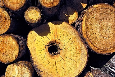 Stacked tree trunks, half-rotten trunk, Bavaria, Germany, Europe