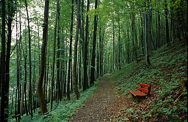 Red bench next to a forest path in a summer green beech forest, way in the Kalkalpen National Park, Upper Austria, Europe