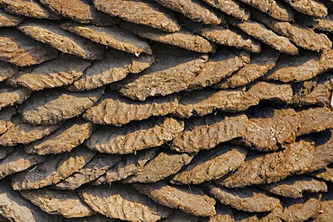 Dried cowpats to use for heating, North India, India, Asia