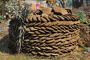 Dried cowpats to use for heating, North India, India, Asia