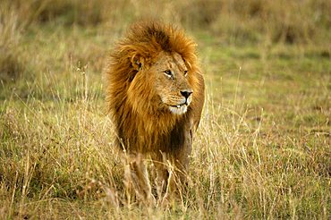 Lion (Panthera leo), Masai Mara, Kenya, Africa