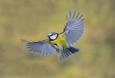 Blue Tit (Cyanistes caeruleus, Parus caeruleus), approach