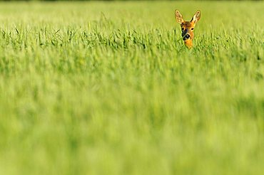 Roe Deer (Capreolus capreolus) standing in a corn field