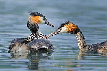 Great Crested Grebe (Podiceps cristatus) feeding her young