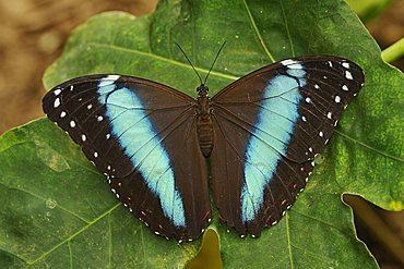 Peleides Blue Morpho Butterfly (Morpho peleides), Ecuador, South America