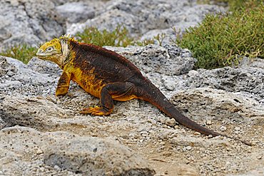 Galapagos Land Iguana (Conolophus subcristatus), Plaza Sur Island, Galapagos Islands, Ecuador, South America