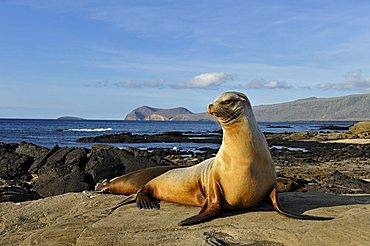 Puerto Egas Bay with Galápagos Sea Lion (Zalophus wollebaeki) at front, Santiago Island, Galapagos Islands, Ecuador, South America