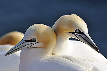 Northern Gannets (Morus bassanus, Sula bassana), in spring, mating season, ocean island, Helgoland, Schleswig-Holstein, Germany, Europe