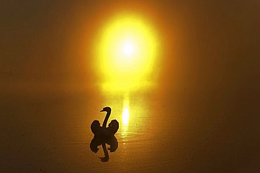 Swan at sunrise on the Feder Lake, Baden-Wuerttemberg, Germany