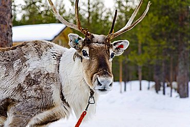 Reindeer in snow, Lapland, Finland, Europe