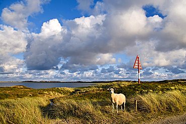 Sheep and Sea mark, dunes on Lister Ellenbogen, north-western edge of the island, Sylt Island, North Frisia, Schleswig-Holstein, Germany, Europe