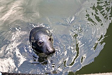 Willi the Gray Seal in the harbour, Hoernum, Sylt, North Frisia, Schleswig-Holstein, Germany, Europe