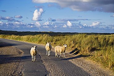 Sheep on a road, north-western edge of Sylt known as Ellenbogen, List, Sylt, North Frisia, Schleswig-Holstein, Germany, Europe