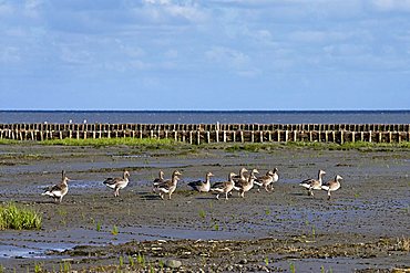 Greylag Geese on Wadden Sea, Sylt Island, North Frisia, Schleswig-Holstein, Germany, Europe