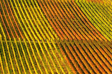 Vineyard in Remstal, Baden-Wuerttemberg, Germany, Europe