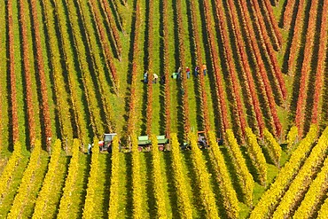 Riesling grape vineyard in Remstal, Baden-Wuerttemberg, Germany, Europe