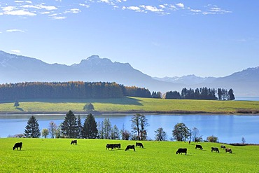 Forggensee, lake, near Fuessen, Ostallgaeu, Allgaeu, Bavaria, Germany, Europe