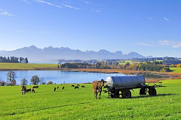 Forggensee, lake, near Fuessen, Ostallgaeu, Allgaeu, Bavaria, Germany, Europe