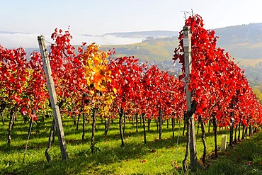 Vineyard near Stetten im Remstal, Baden-Wuerttemberg, Germany, Europe