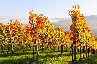 Vineyard near Stetten im Remstal, Baden-Wuerttemberg, Germany, Europe