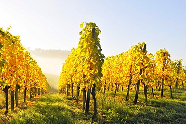 Vineyard with Riesling grapes, Stetten im Remstal, Baden-Wuerttemberg, Germany, Europe