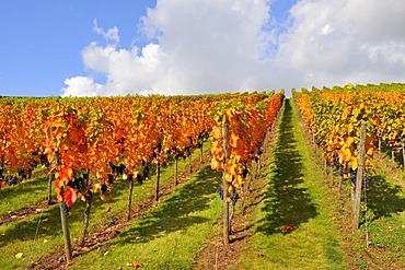 Vineyard with Lemberg grapes, Stetten im Remstal, Baden-Wuerttemberg, Germany, Europe