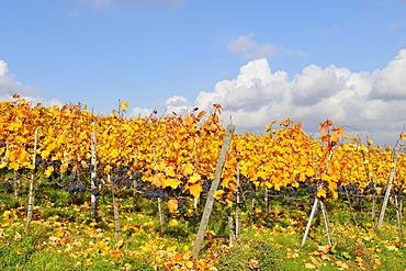 Vineyard with Lemberg grapes, Stetten im Remstal, Baden-Wuerttemberg, Germany, Europe