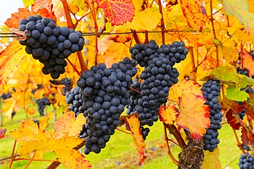 Lemberg grapes