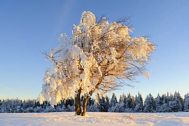 European Beech (Fagus sylvatica) in snow, southern Black Forest, Germany, Europe