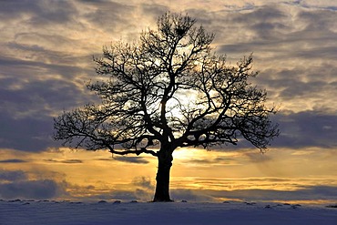 English Oak (Quercus robur)