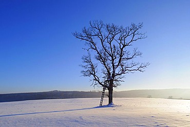 English Oak tree (Quercus robur)