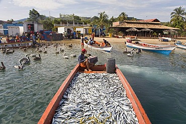 Boat full of sardines, Santa Fe, Caribbean, Venezula, South America