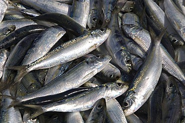 Fresh caught sardines lying in an open boat, Santa Fe, Caribbean, Venezula, South America