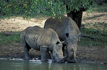 White Rhinoceros or Square-lipped Rhino (Ceratotherium simum)