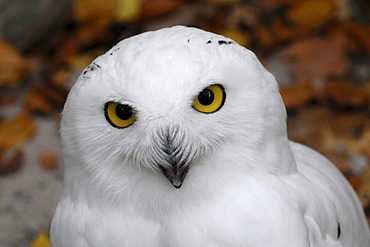 Snowy Owl (Bubo scandiacus, Nyctea scandiaca), Portrait, Animal Park, Baden-Wuerttemberg, Germany, Europe