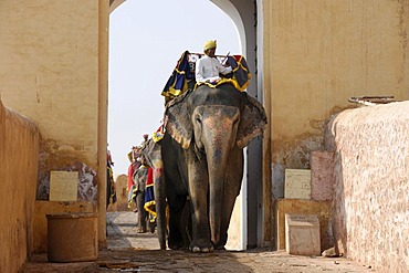 Elephants at Amber Palace, Rajasthan, North India, Asia