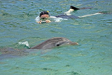 Common Bottlenose Dolphin (Tursiops truncatus), adult, swimming with snorkeler, Roatan Island, Honduras, Caribbean, Central America