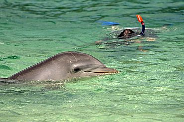 Common Bottlenose Dolphin (Tursiops truncatus), adult, swimming with snorkeler, Roatan Island, Honduras, Caribbean, Central America