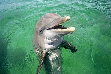 Common Bottlenose Dolphin (Tursiops truncatus), portrait, Caribbean, Roatan, Honduras, Central America