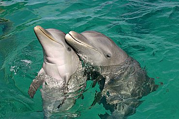 Common Bottlenose Dolphins (Tursiops truncatus), adult with young, Caribbean, Roatan, Honduras, Central America