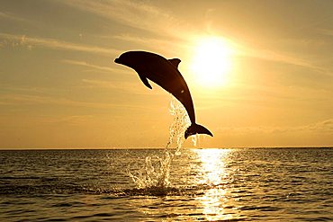 Common Bottlenose Dolphin (Tursiops truncatus), adult, jumping out of the water, sunset, Caribbean, Roatan, Honduras, Central America