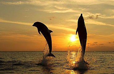 Common Bottlenose Dolphin (Tursiops truncatus), pair, adult, jumping out of the water, sunset, Caribbean, Roatan, Honduras, Central America